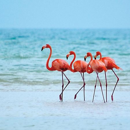 El Corazon Mexican0 Isla Holbox Εξωτερικό φωτογραφία