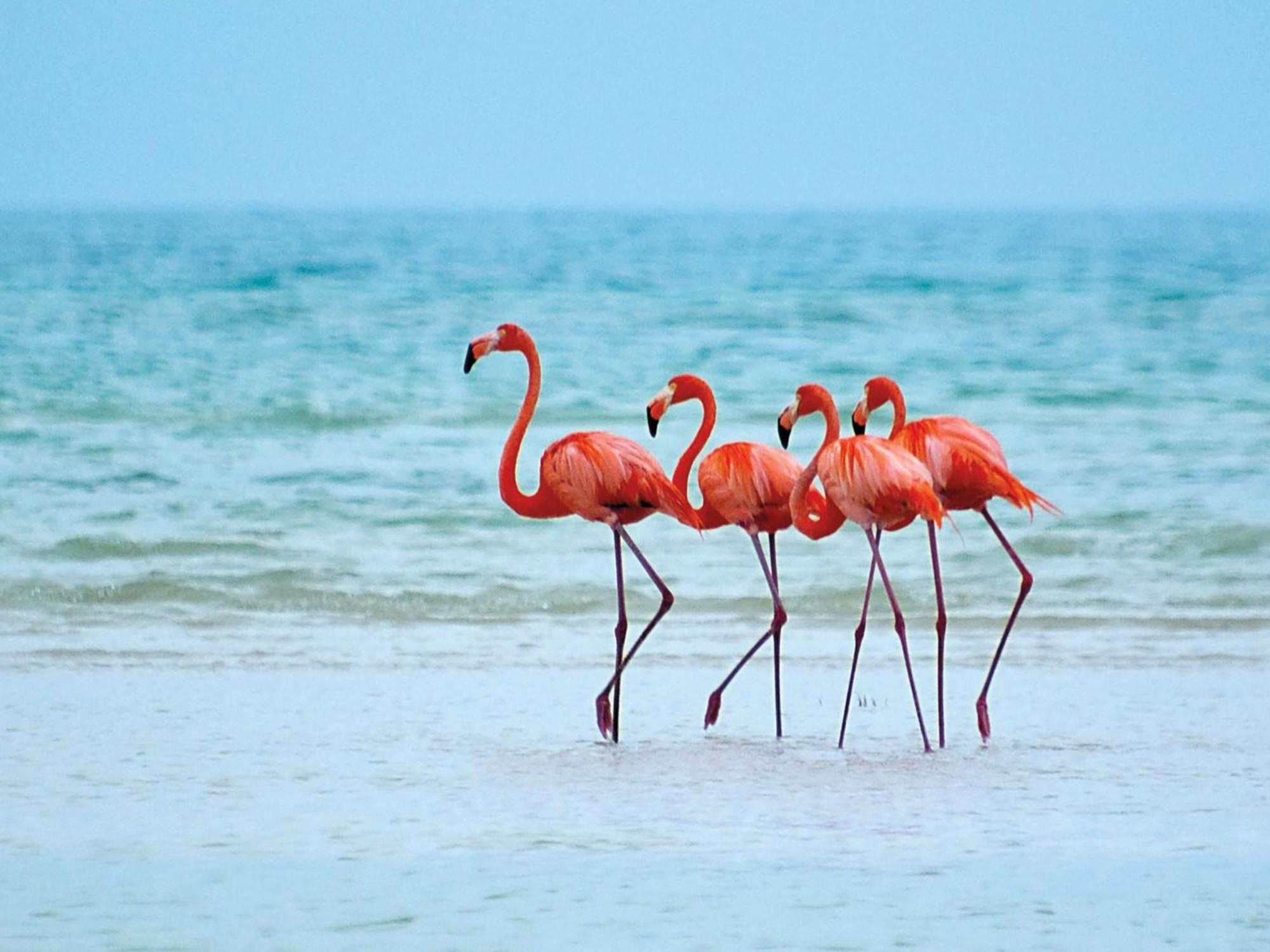 El Corazon Mexican0 Isla Holbox Εξωτερικό φωτογραφία